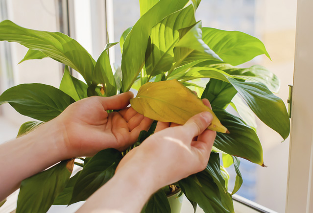 У домашнего растения желтеют листья