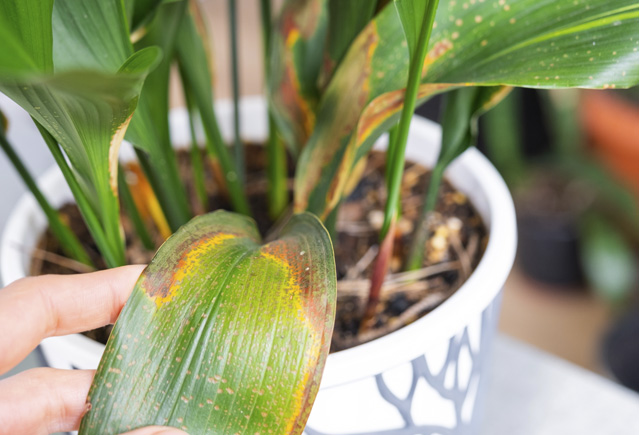 Желтеют листья у домашнего растения
