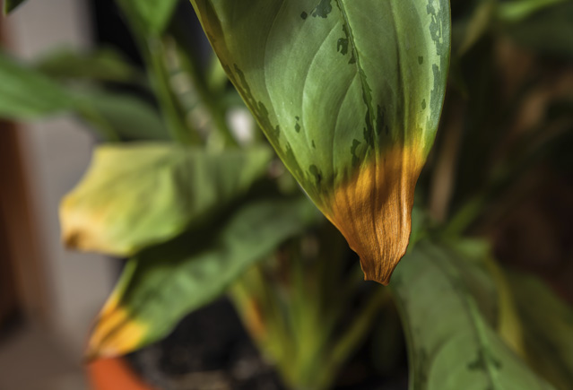 Начали желтеть листья у домашнего растения